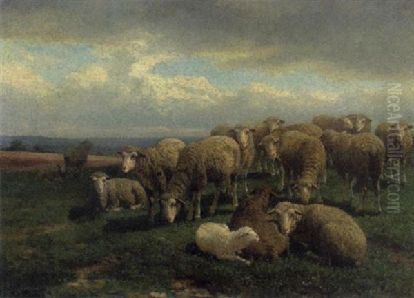 Schafe Und Lammer Auf Der Weide - view 1