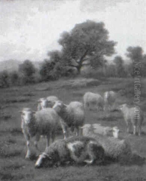 Sheep In The Pasture - view 1
