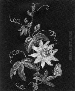 A Passion Flower With A Butterfly by Adam Louis Wirsing
