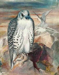 Icelandic Gyrfalcon (falco Islandicus), On A Cliff Top Icelandic Gyrfalcon (falco Islandicus), On A Cliff Top