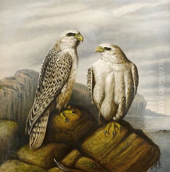 Gyr Falcons On A Rocky Ledge - view 1