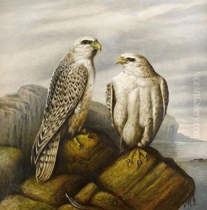 Gyr Falcons On A Rocky Ledge by Josef Wolf