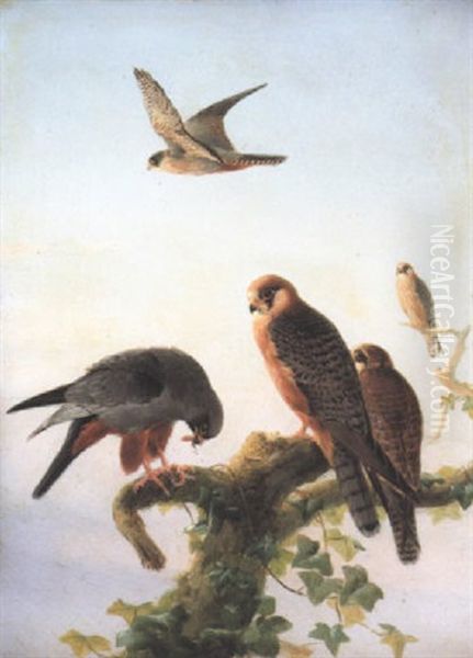 Red-footed Falcons - view 1