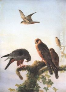 Red-footed Falcons by Josef Wolf