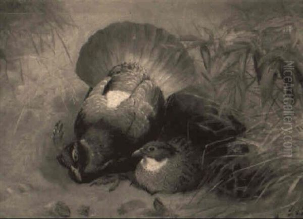 Impeyan Pheasants - view 1