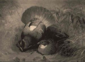 Impeyan Pheasants by Josef Wolf