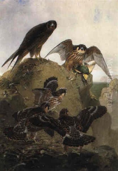 A Pair Of Eleanora's Falcons With Their Young At A Nest Site - view 1
