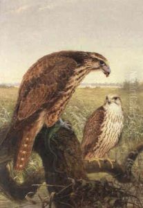 Saker Falcons