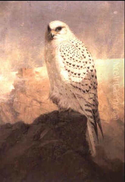 A Greenland Gry-falcon - view 1