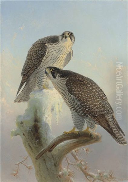 Norwegian Gyrfalcon - view 1