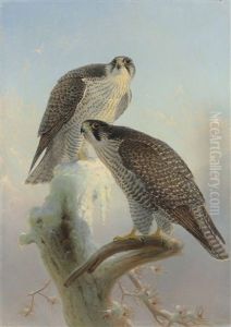 Norwegian Gyrfalcon Norwegian Gyrfalcon