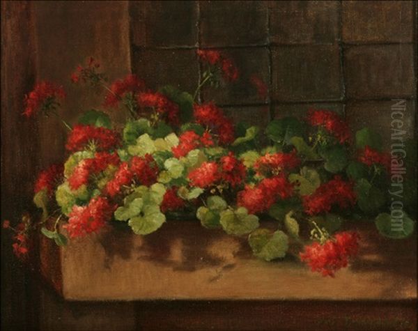 Red Geraniums In A Window Box - view 1