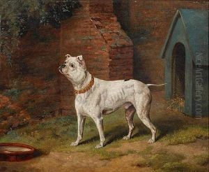 White Bulldog Before A Kennel White Bulldog Before A Kennel