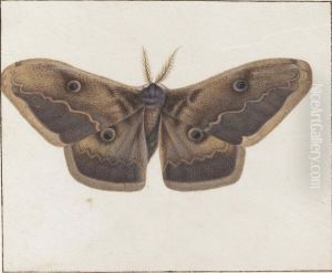 An Emperor Moth by Johannes Bronkhorst