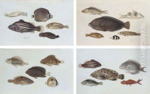 Studies Showing Different Species Of Tropical Marinefish by Johannes Bronkhorst