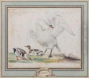 Cygne by Johannes Bronkhorst