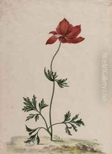A Poppy Anemone by Johannes Bronkhorst