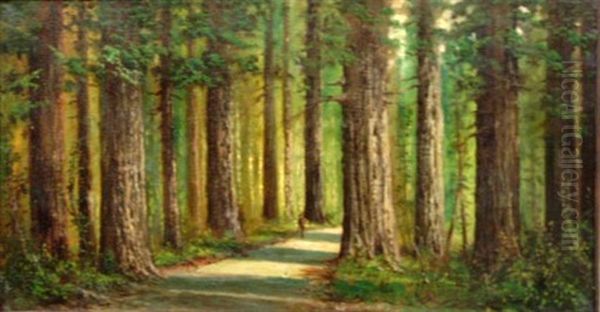 California Redwoods - view 1