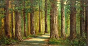 California Redwoods