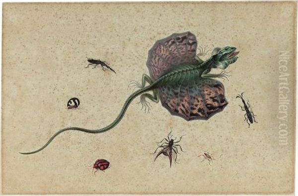 A Flying Dragon And Various Insects - view 1