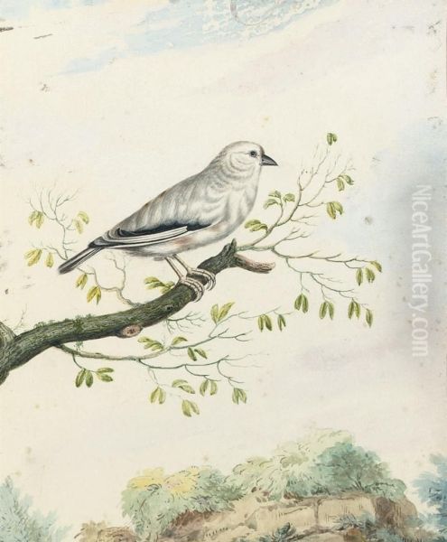 A Finch Perched On A Branch - view 1