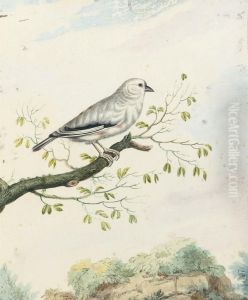 A Finch Perched On A Branch by Johannes Bronkhorst