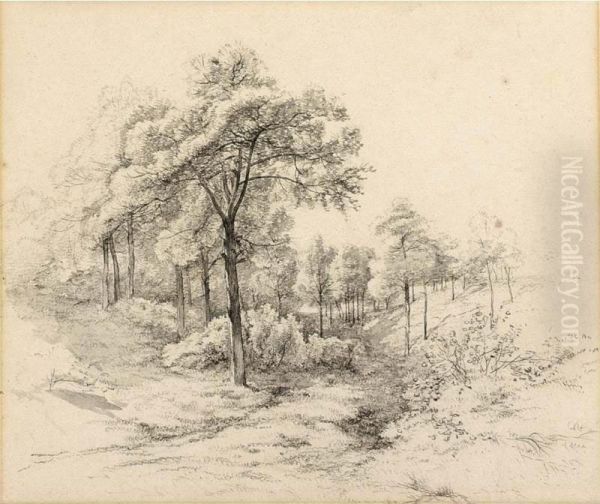 A Wooded Landscape - view 1