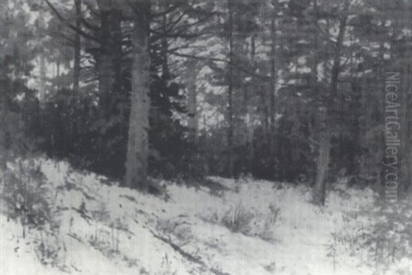 The Woods In Snow - view 1