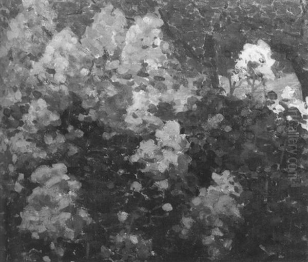 Azaleas - view 1