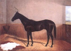 Thoroughbred In A Stable With View Through A Stable Door
