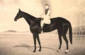Auraria, Winner Of The 1895 Melbourne Cup Auraria, Winner Of The 1895 Melbourne Cup