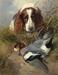 A Spaniel Retrieving A Widgeon by William Woodhouse