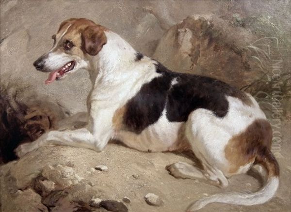 Foxhound At An Earth - view 1
