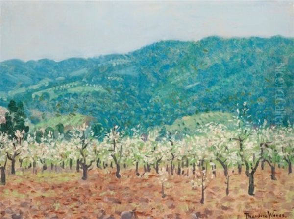 Orchard In The Mountains Of Saratoga, California - view 1