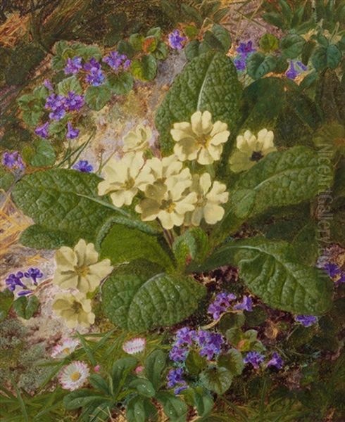 Still Life Of Wild Primroses - view 1