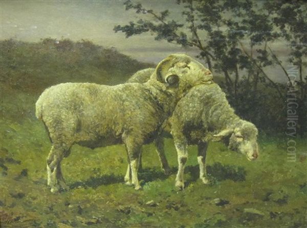 Sheep At Pasture - view 1