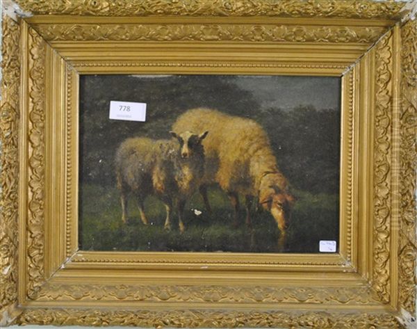 Moutons - view 1