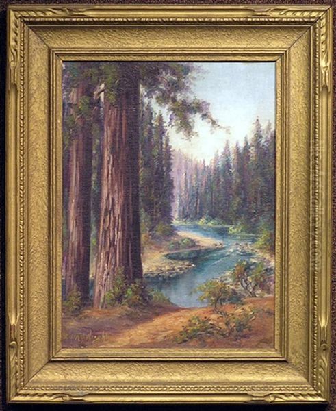 California Redwoods - view 1