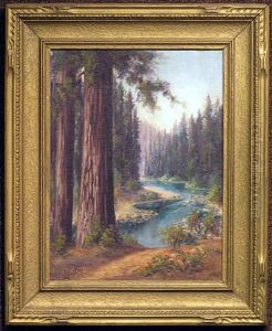 California Redwoods