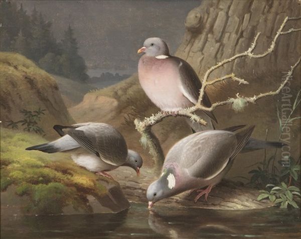 Pigeons - view 1