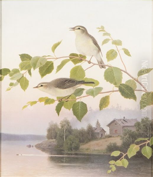 Willow Warbler - view 1