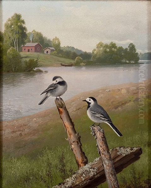 White Wagtails - view 1