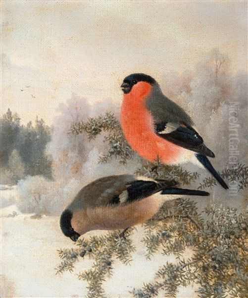 Bullfinches - view 1