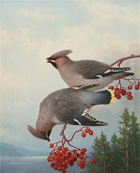 Waxwings - view 1
