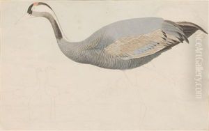 Crane by Magnus Von Wright