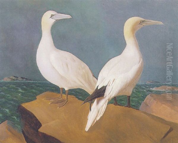 Two Gannets - view 1