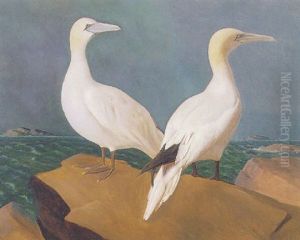Two Gannets Two Gannets