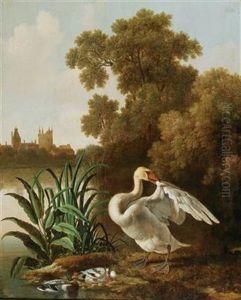 A Swan And Ducks At A River A Swan And Ducks At A River