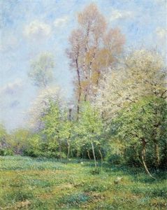 Flowering Cherry Trees