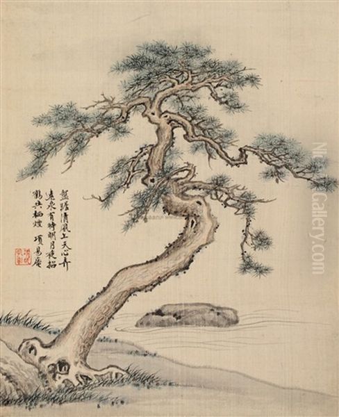 Pine Tree - view 1